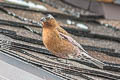 Grey-crowned Rosy Finch Leucosticte tephrocotis littoralis 