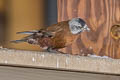 Grey-crowned Rosy Finch Leucosticte tephrocotis littoralis 