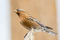 Grey-crowned Rosy Finch Leucosticte tephrocotis littoralis 