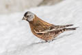 Grey-crowned Rosy Finch Leucosticte tephrocotis littoralis 