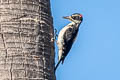 Hairy Woodpecker Leuconotopicus villosus hyloscopus
