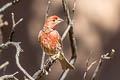 House Finch Haemorhous mexicanus frontalis