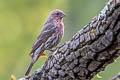 House Finch Haemorhous mexicanus frontalis