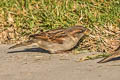 House Sparrow Passer domesticus domesticus