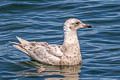 Iceland Gull Larus glaucoides thayeri 