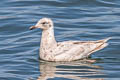 Iceland Gull Larus glaucoides thayeri 