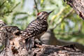 Ladder-backed Woodpecker Dryobates scalaris cactophilus