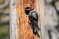 Lewis's Woodpecker Melanerpes lewis