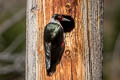 Lewis's Woodpecker Melanerpes lewis