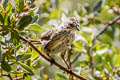 Lincoln's Sparrow Melospiza lincolnii alticola