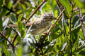 Lincoln's Sparrow Melospiza lincolnii alticola