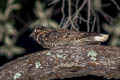 Mexican Whip-poor-will Antrostomus arizonae arizonae (Western Whip-poor-will)