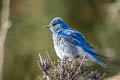 Mountain Bluebird Sialia currucoides