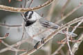 Mountain Chickadee Poecile gambeli baileyae