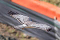 Northern Harrier Circus hudsonius