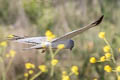 Northern Harrier Circus hudsonius