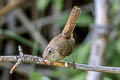 Northern House Wren Troglodytes aedon brunneicolis