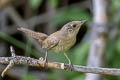 Northern House Wren Troglodytes aedon brunneicolis