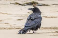 Northern Raven Corvus corax clarionensis (Common Raven)