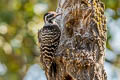 Nuttall's Woodpecker Dryobates nuttallii