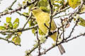 Orange-crowned Warbler Leiothlypis celata lutescens