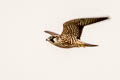 Peregrine Falcon Falco peregrinus anatum 