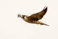 Peregrine Falcon Falco peregrinus anatum 