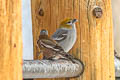 Pine Grosbeak Pinicola enucleator montana