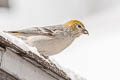 Pine Grosbeak Pinicola enucleator montana