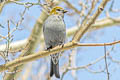 Pine Grosbeak Pinicola enucleator montana