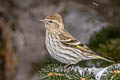 Pine Siskin Spinus pinus pinus