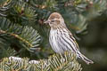 Pine Siskin Spinus pinus pinus