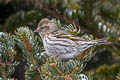 Pine Siskin Spinus pinus pinus