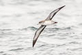 Pink-footed Shearwater Ardenna creatopus
