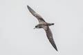 Pink-footed Shearwater Ardenna creatopus
