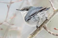 Pygmy Nuthatch Sitta pygmaea melanotis 