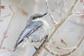 Pygmy Nuthatch Sitta pygmaea melanotis 