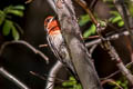 Red-breasted Sapsucker Sphyrapicus ruber daggetti
