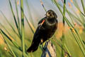 Red-winged Blackbird Agelaius phoeniceus sonoriensis