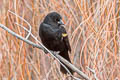 Red-winged Blackbird Agelaius phoeniceus fortis