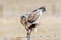 Rough-legged Buzzard Buteo lagopus sanctijohannis