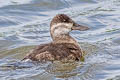 Ruddy Duck Oxyura jamaicensis