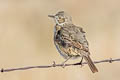 Sage Thrasher Oreoscoptes montanus