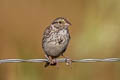 Savannah Sparrow Passerculus sandwichensis nevadensis