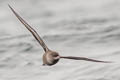 Short-tailed Shearwater Ardenna tenuirostris