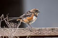 Spotted Towhee Pipilo maculatus megalonyx