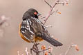 Spotted Towhee Pipilo maculatus arcticus