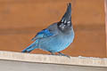 Steller's Jay Cyanocitta stelleri macrolopha