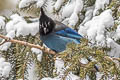 Steller's Jay Cyanocitta stelleri macrolopha