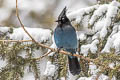 Steller's Jay Cyanocitta stelleri macrolopha